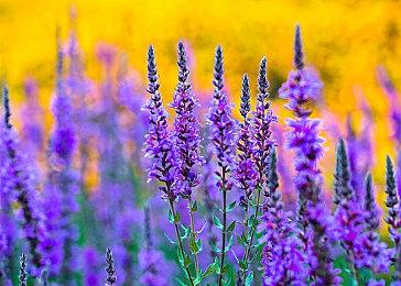 《闪乱忍忍忍者大战少女们的响艳》“乳桃瞑想”更多画面公布